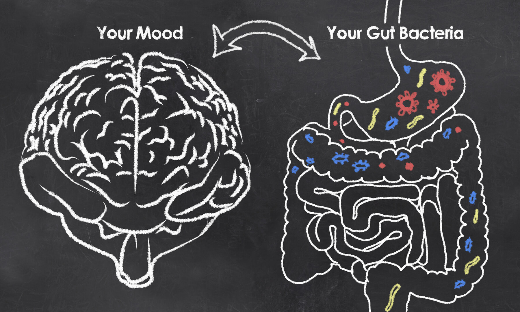 What Is The Gut Microbiome And How Does It Affect Your Health Sleep And Mood Bradford House